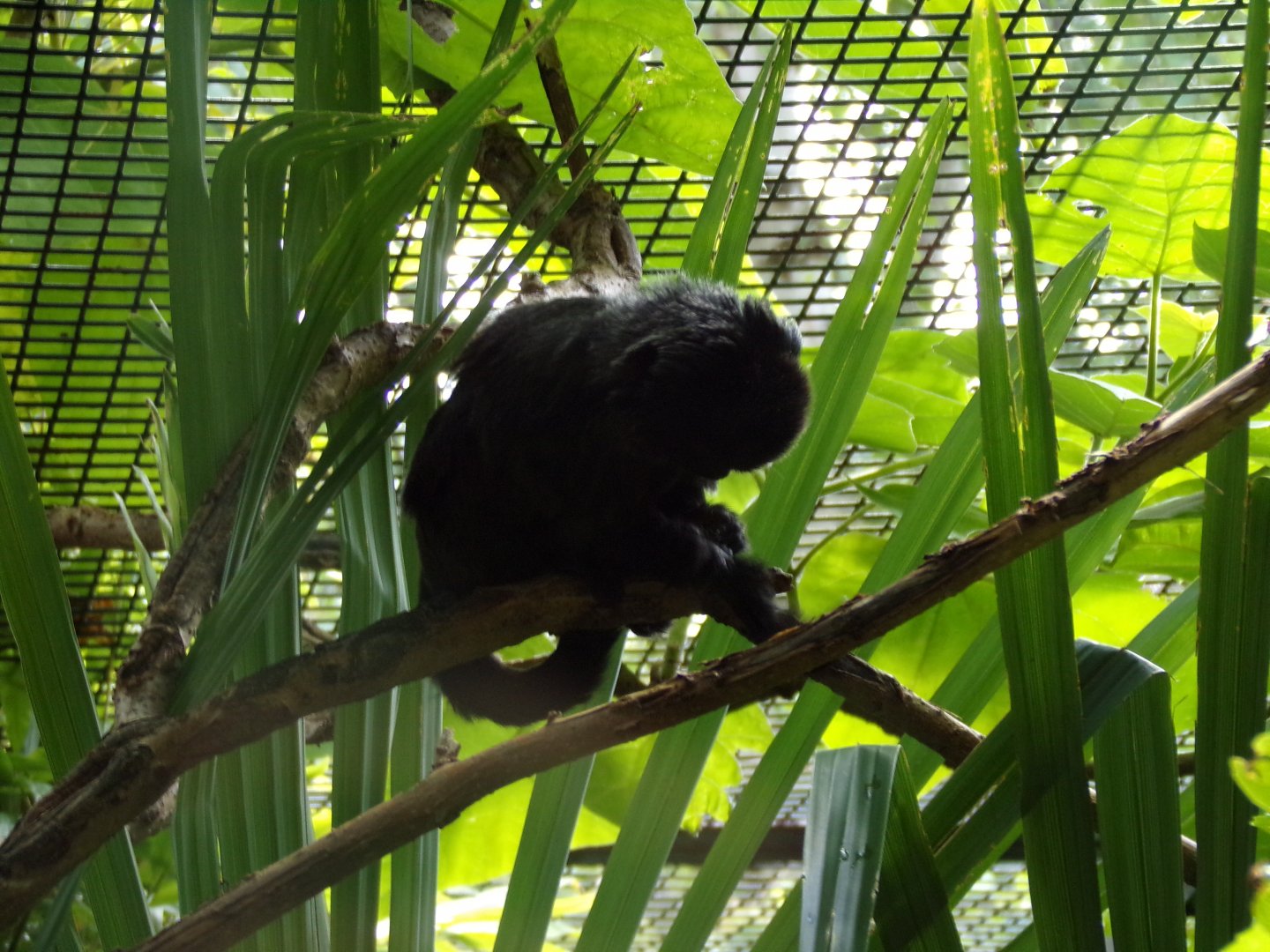 Goeldi’s monkey 17.7.23