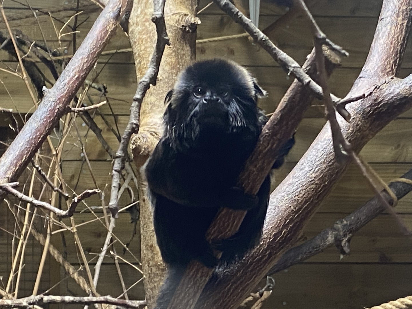 Goeldi’s monkey 170224