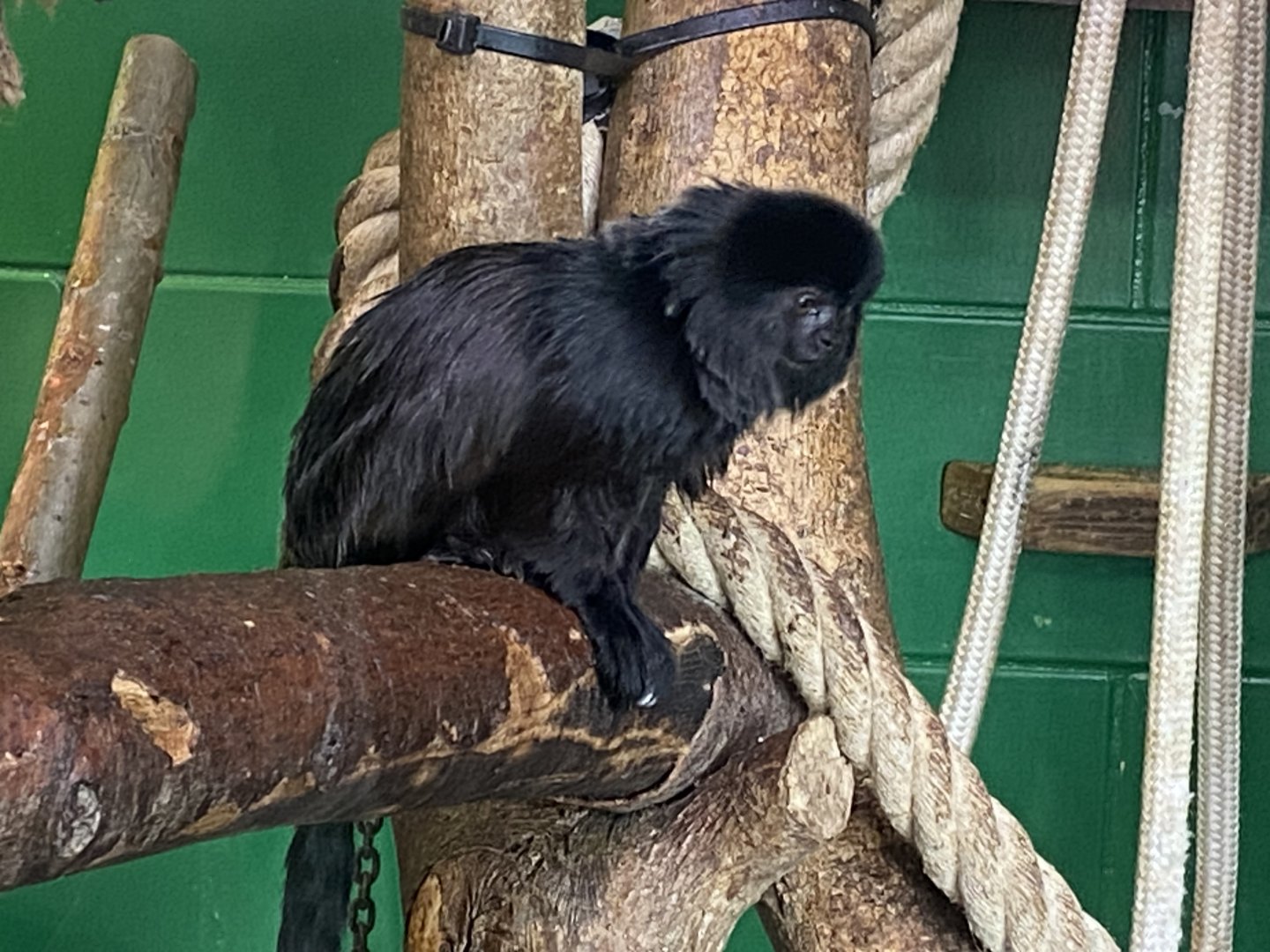 Goeldi’s monkey 190325