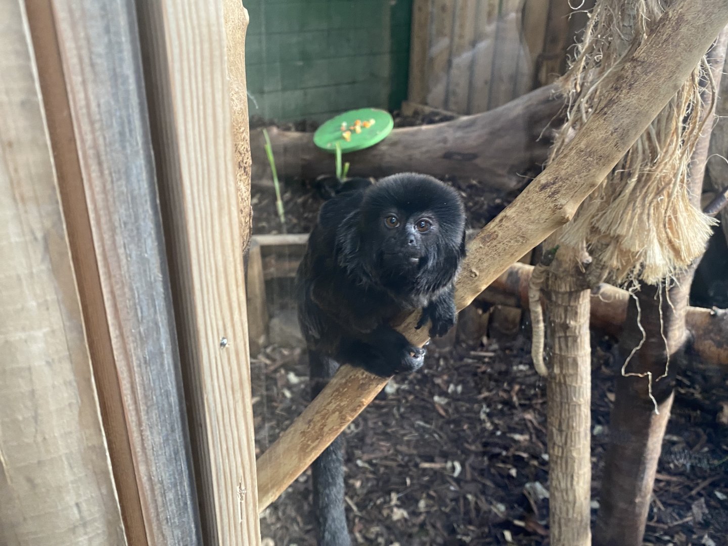Goeldi's Monkey 200922