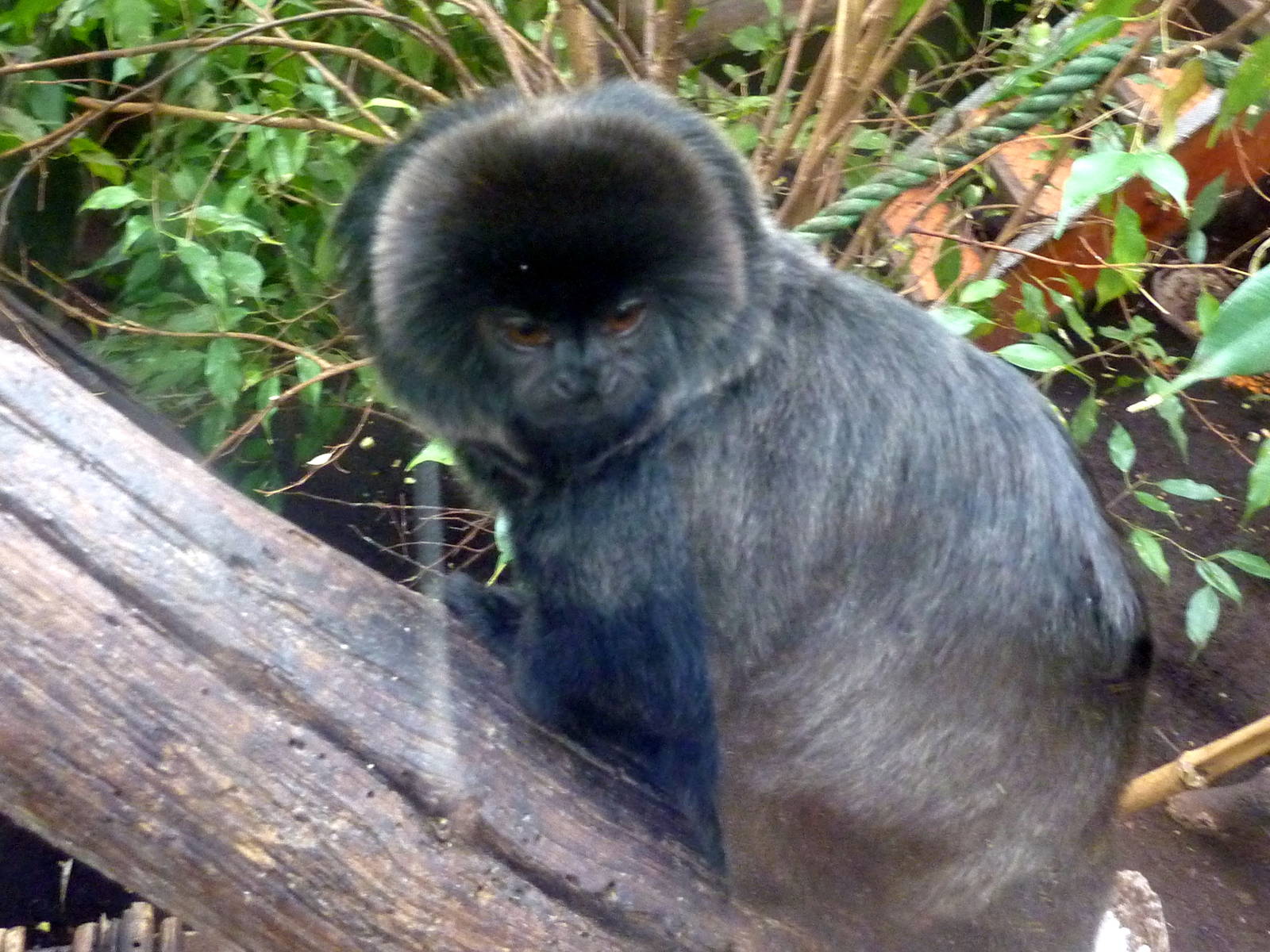 Goeldi's Monkey - 2012