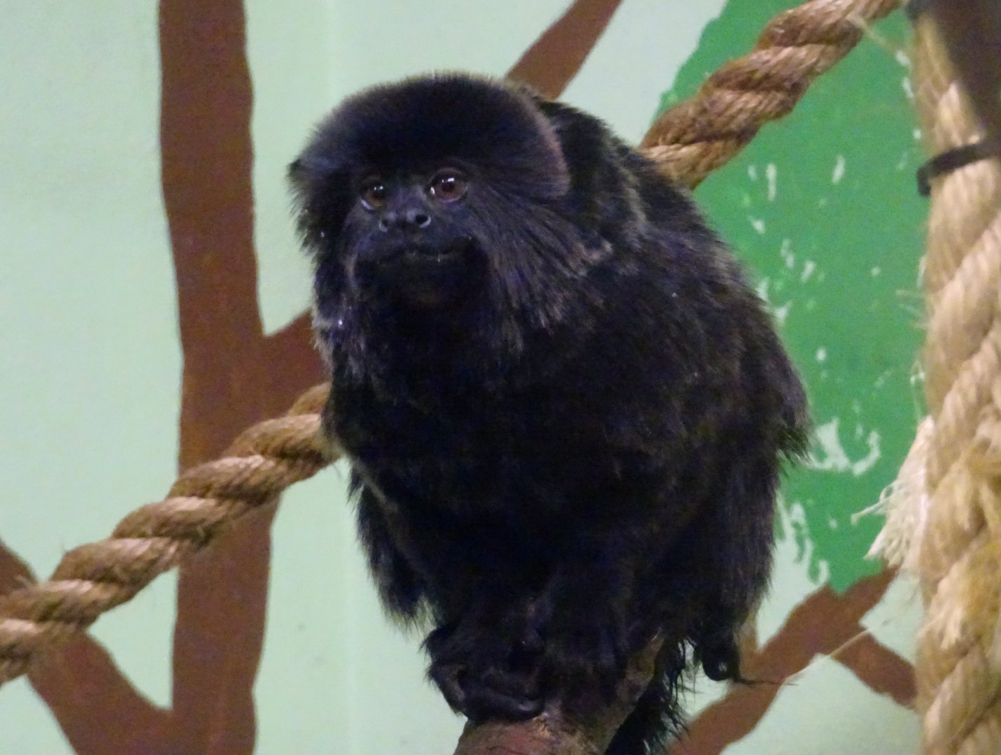 Goeldi's monkey   21 May 2025