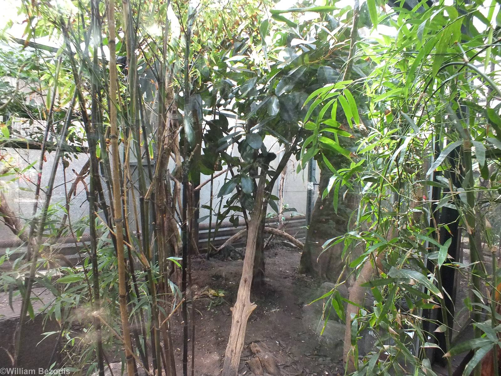 Goeldi's Monkey and Azara's Agouti Enclosure
