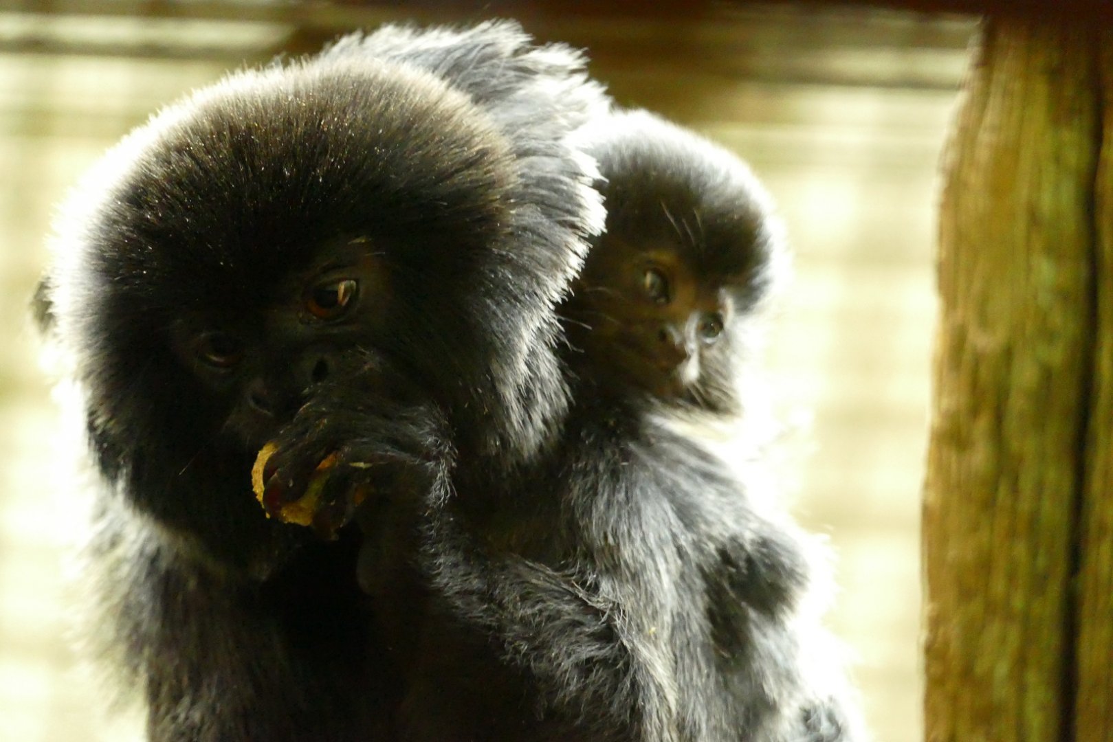 Goeldi's monkey and baby, July 2021