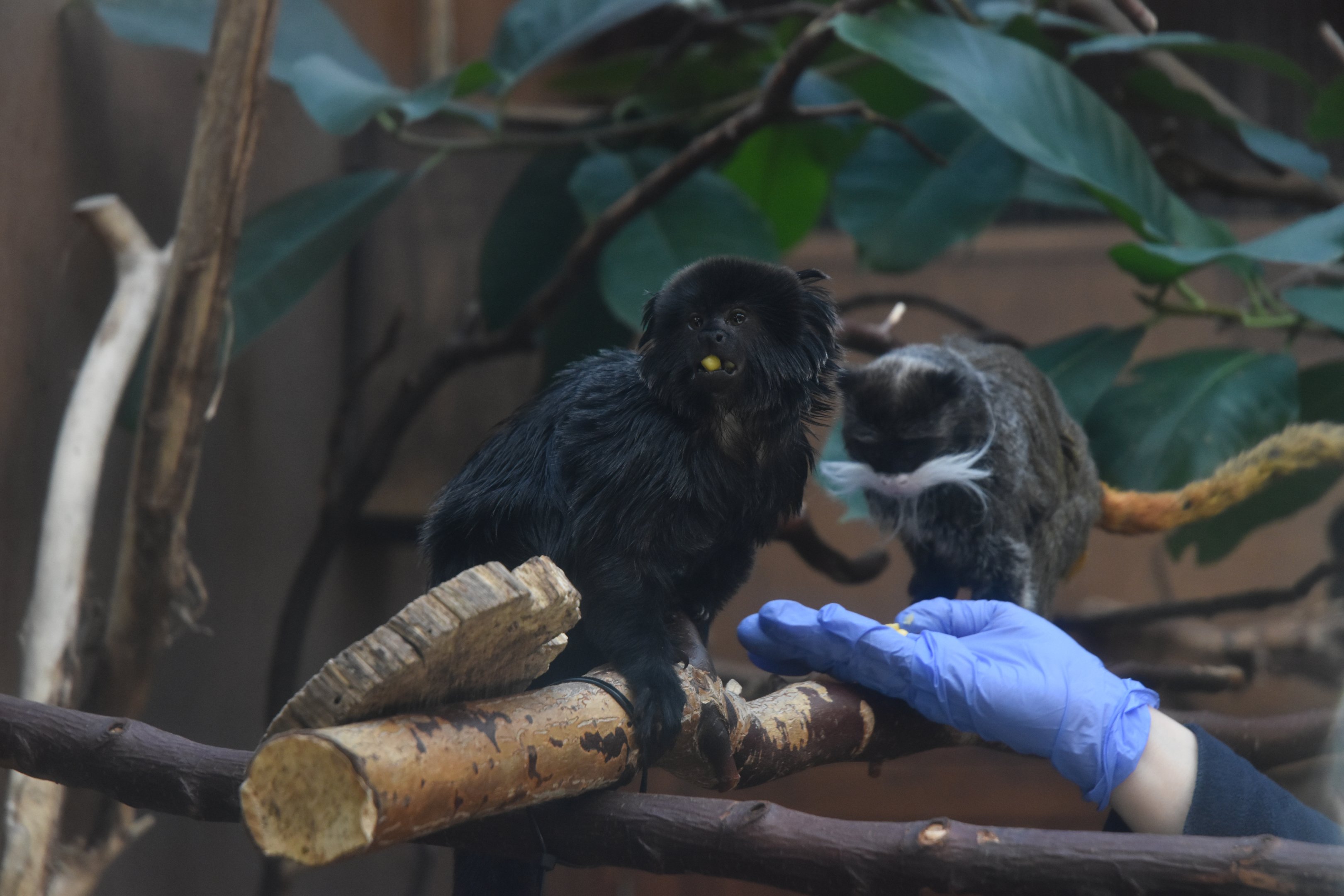Goeldi's Monkey and Bearded Emperor Tamarin at Chester, 1st February 2025