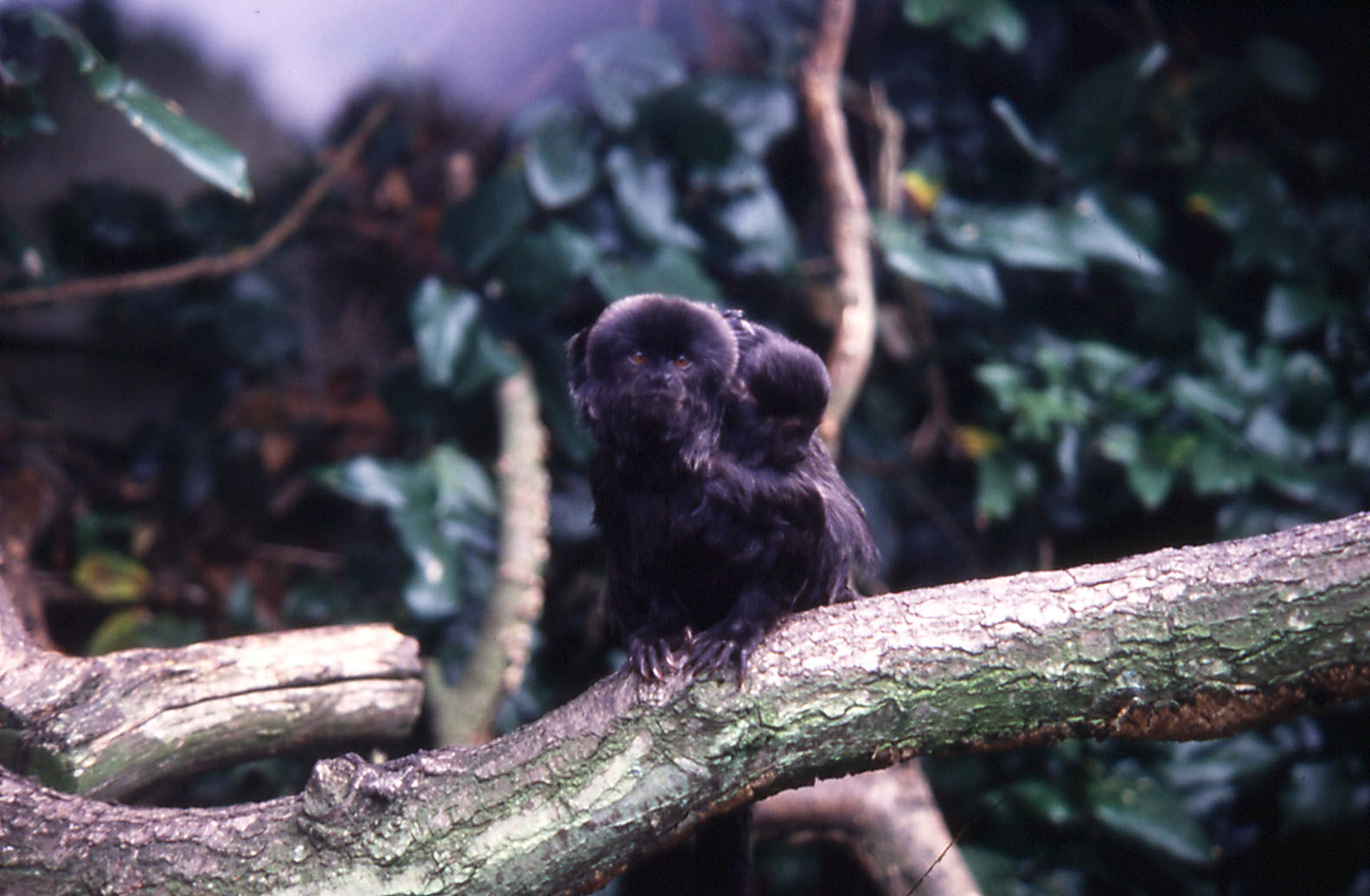 Goeldis Monkey and young