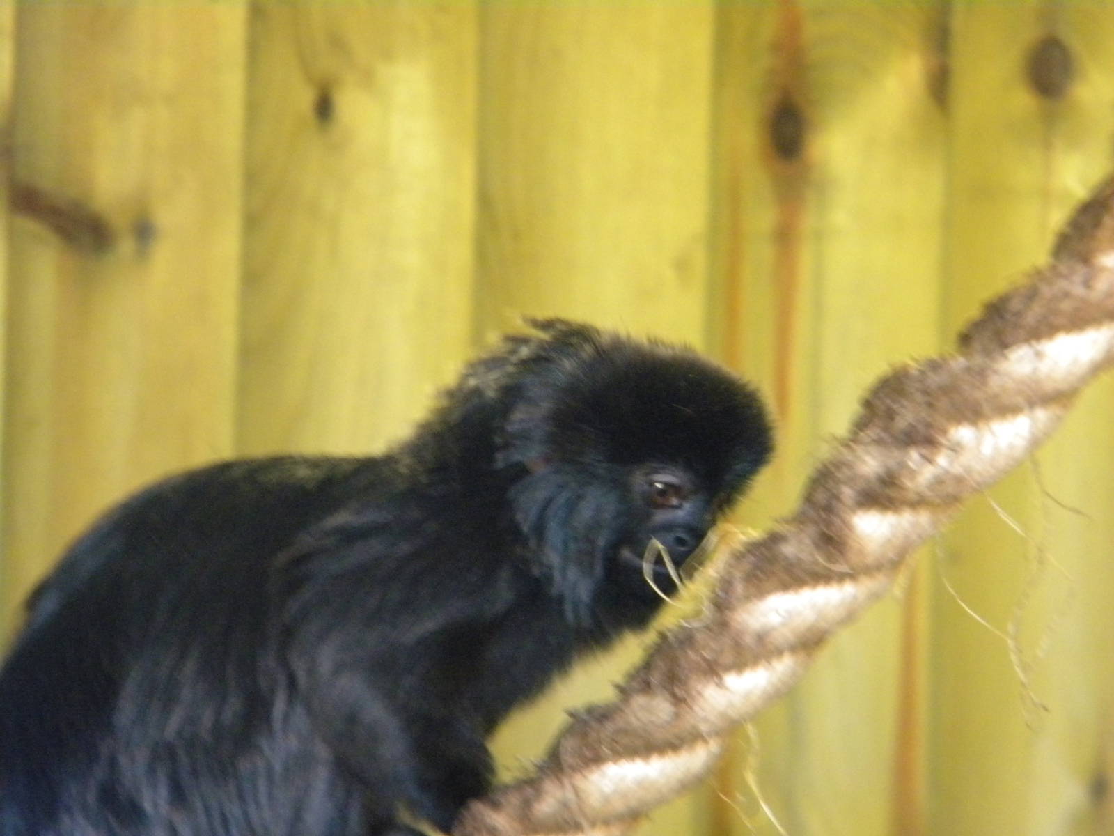 Goeldi's Monkey at Blackpool Zoo 27th March 2011