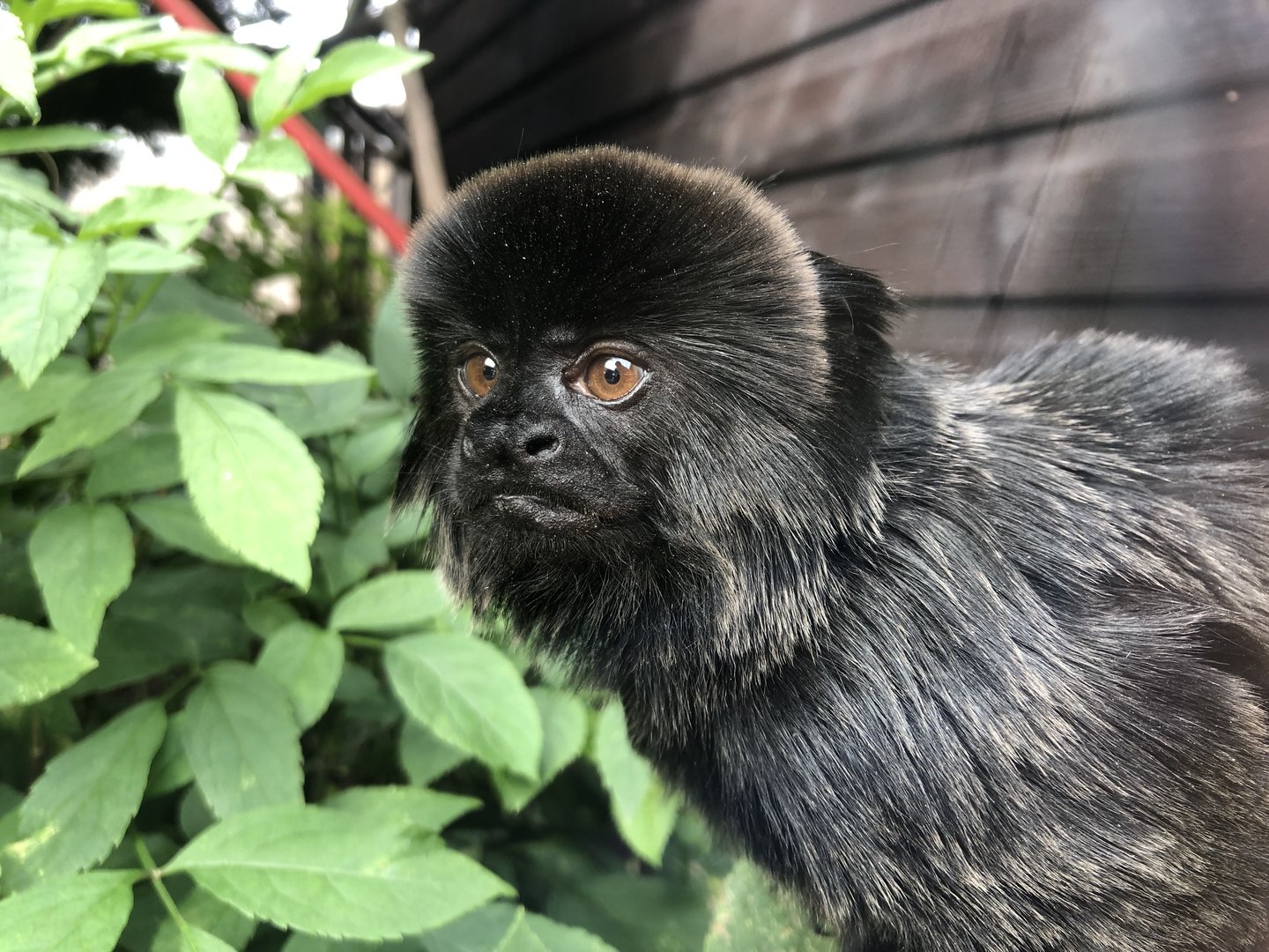 Goeldi's Monkey at Hamerton Zoo Park (October 2023)