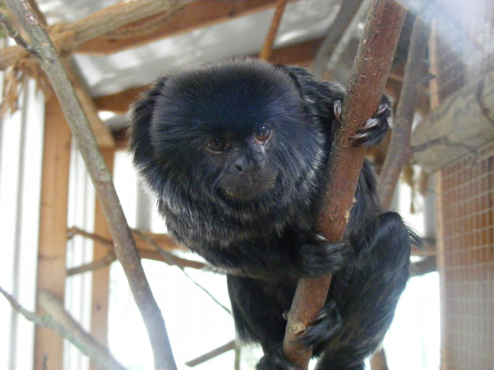 Goeldi's monkey at Wingham Wildlife Park, 2 April 2010