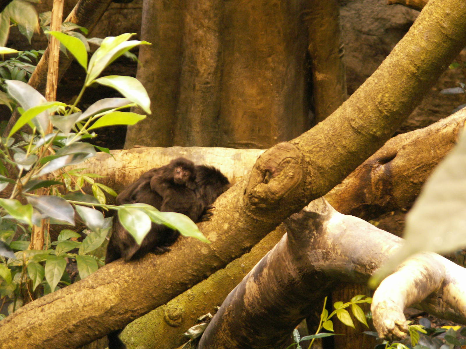Goeldi's Monkey baby