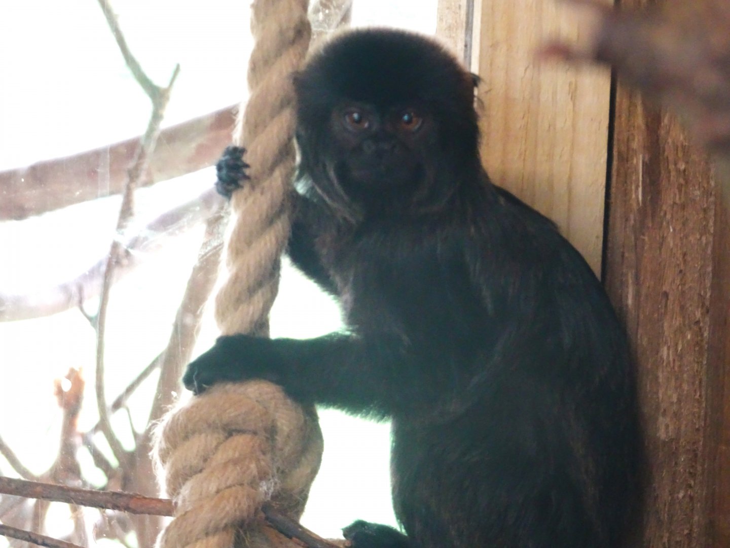 Goeldi's monkey  Blackpool Zoo 13 July 2025