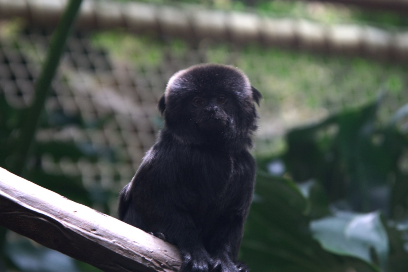 Goeldi's Monkey (Callimico goeldii), 09-09-25