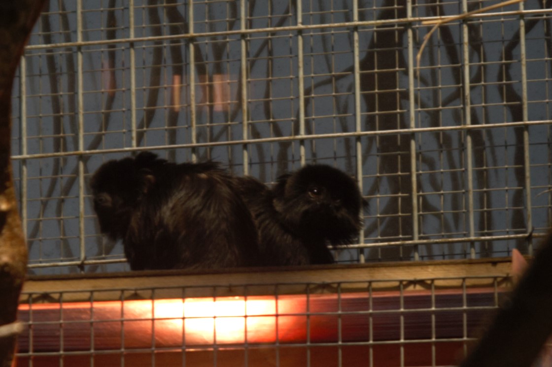 Goeldi's Monkey (Callimico goeldii), 2025-01-20