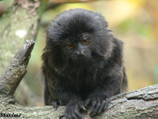 Goeldi's Monkey (Callimico goeldii) - La Boissière du Doré