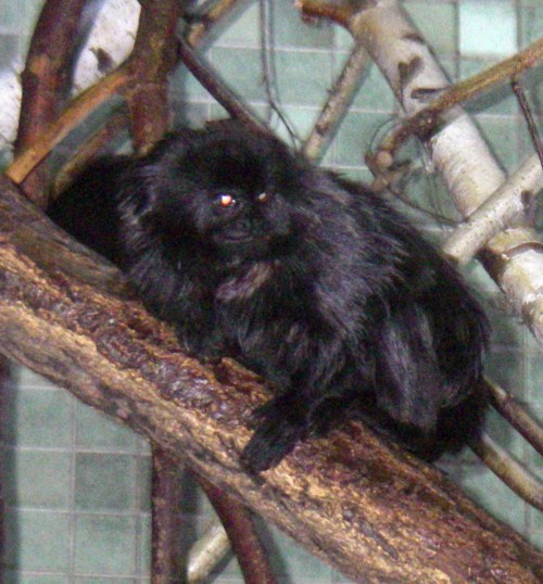 Goeldi's Monkey (Callimico goeldii)