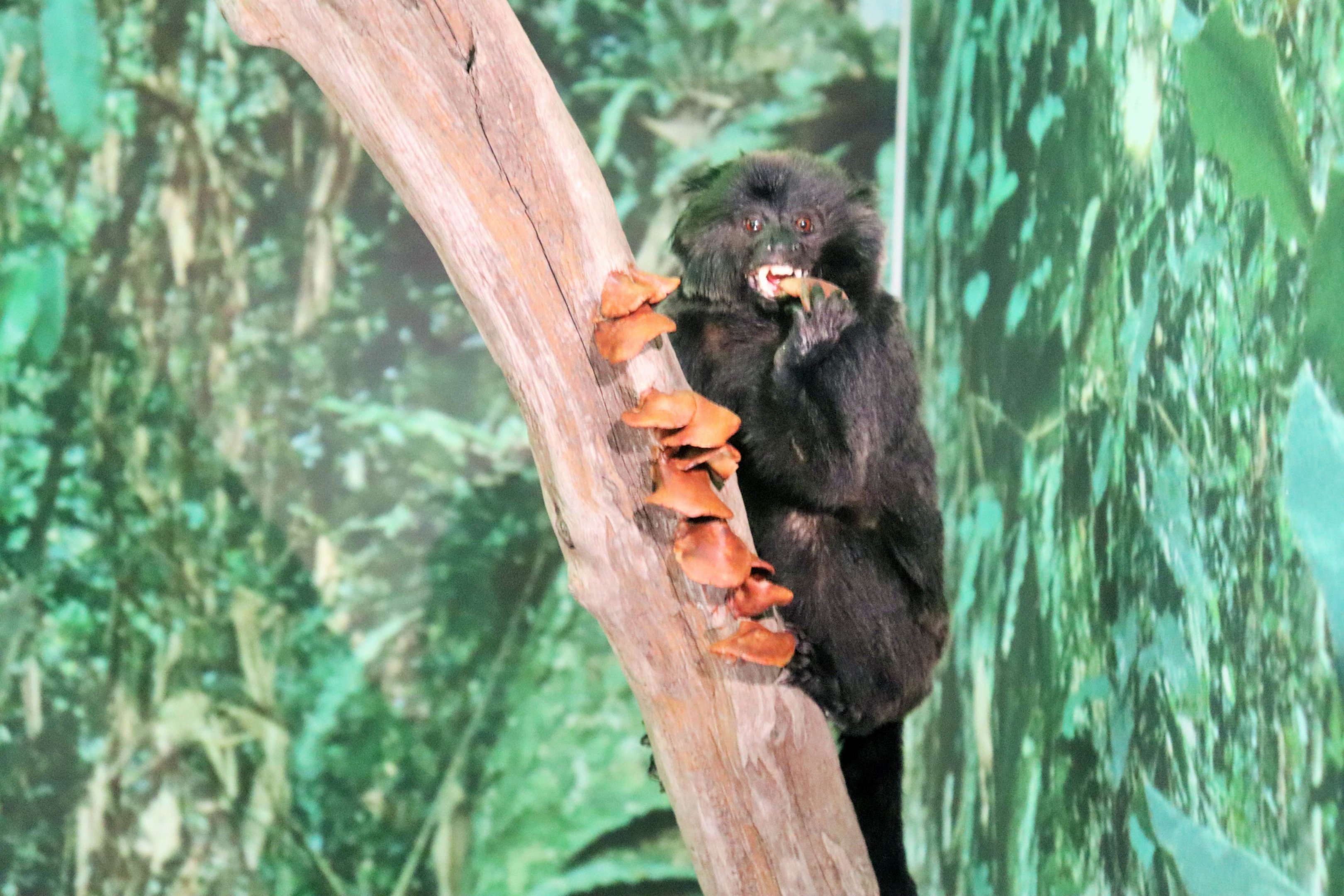 Goeldi's Monkey (Callimico goeldii)