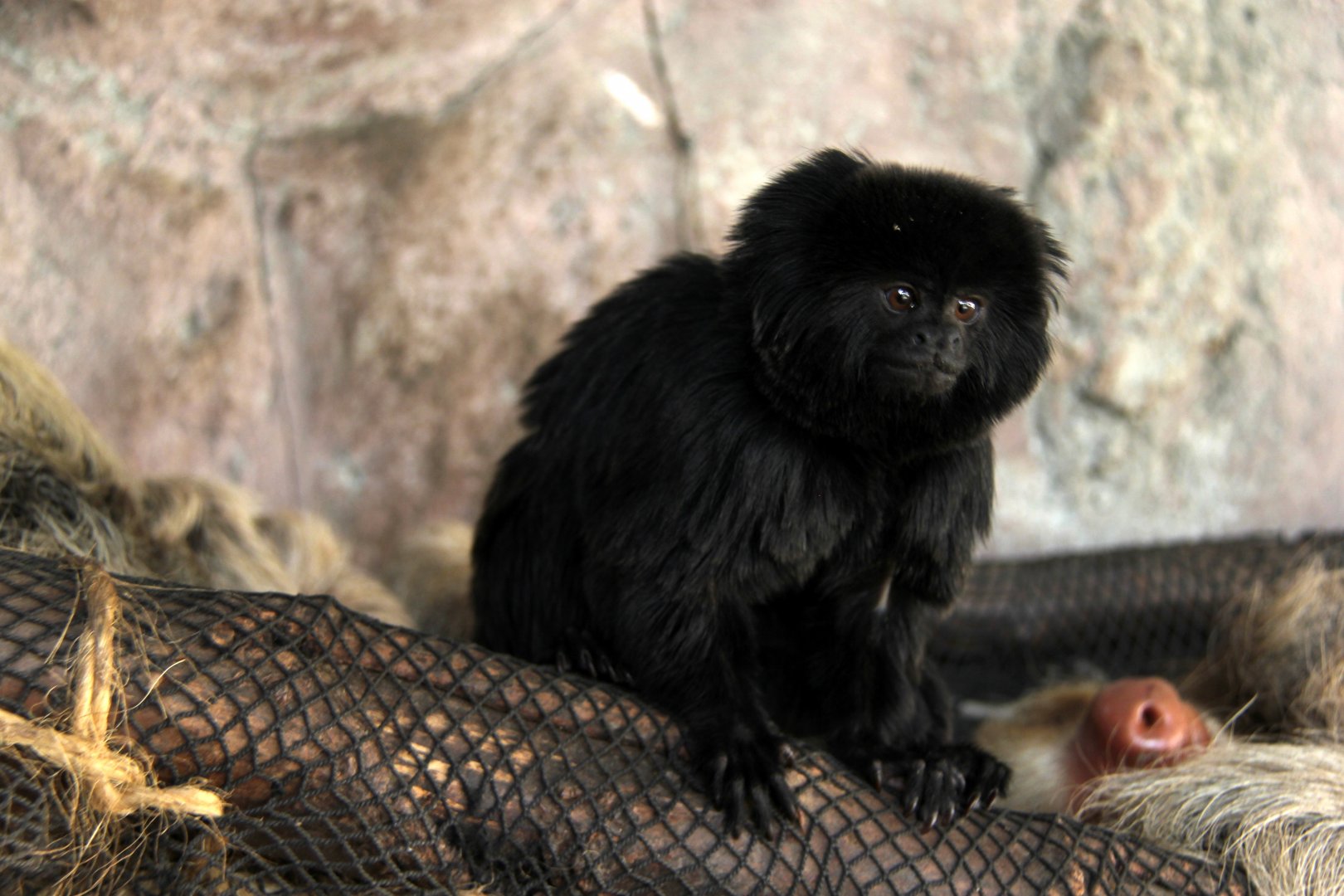 Goeldi's monkey (Callimico goeldii)