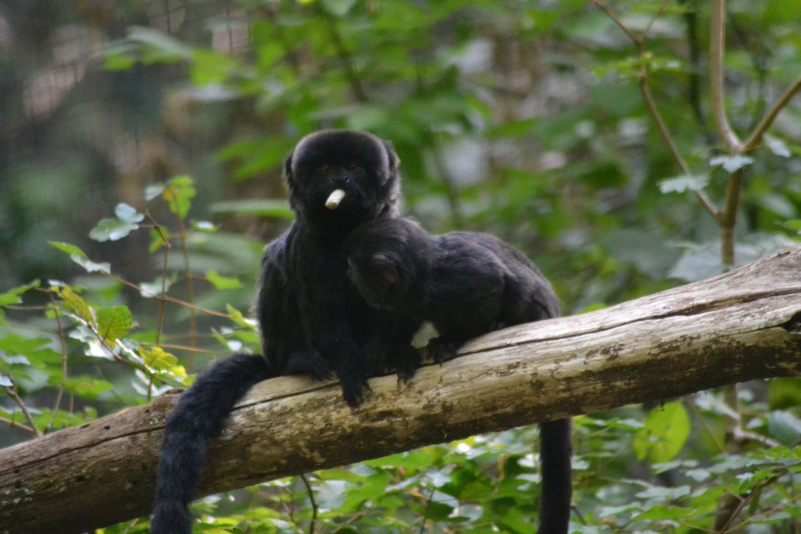 Goeldi's monkey - Callimico goeldii
