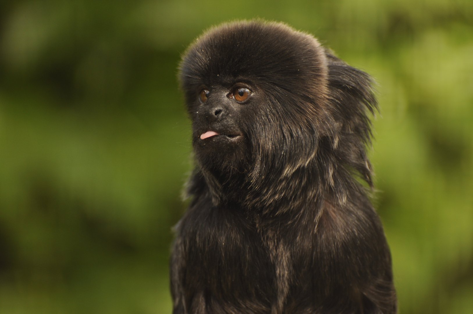 Goeldi's monkey (Callimico goeldii)