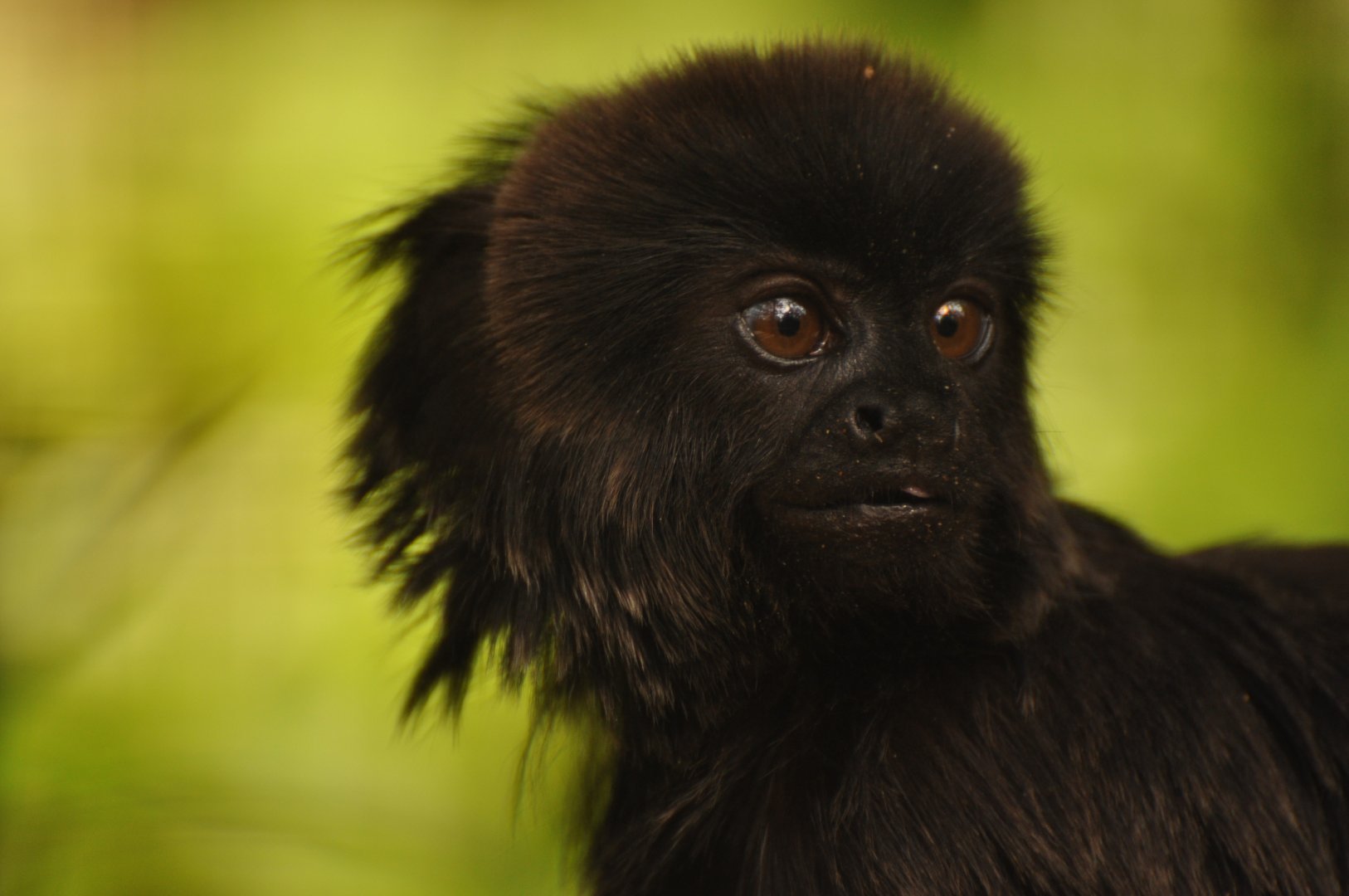 Goeldi's monkey (Callimico goeldii)