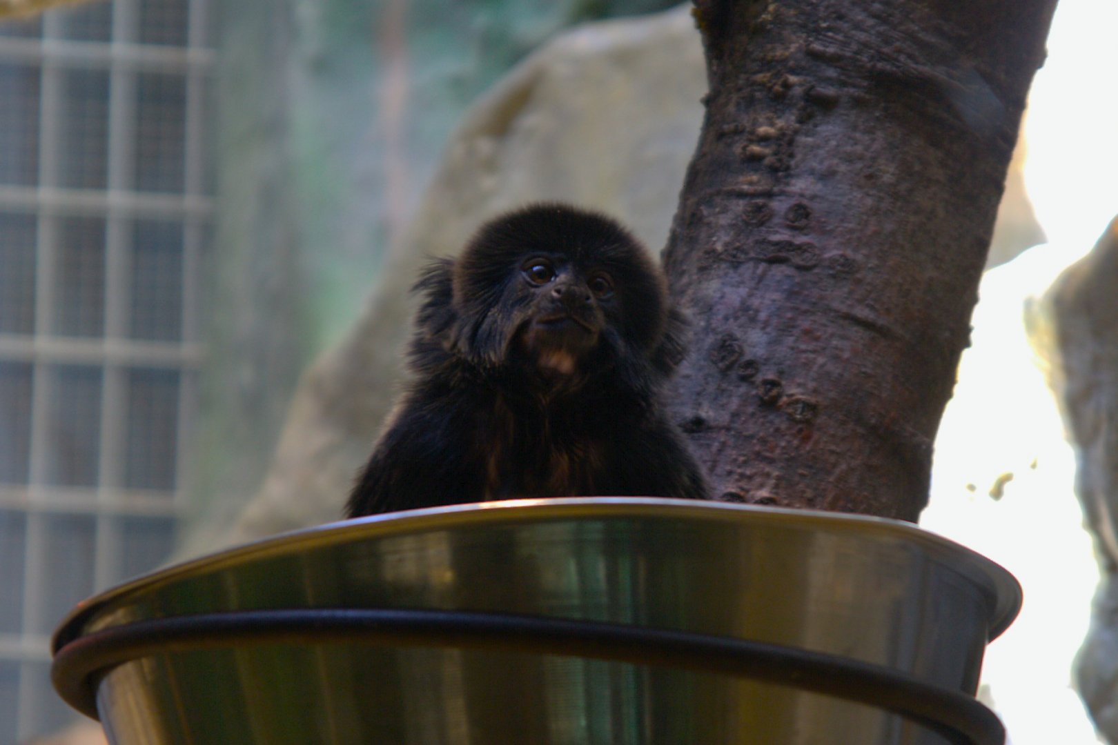 Goeldi's Monkey (Callimico goeldii)