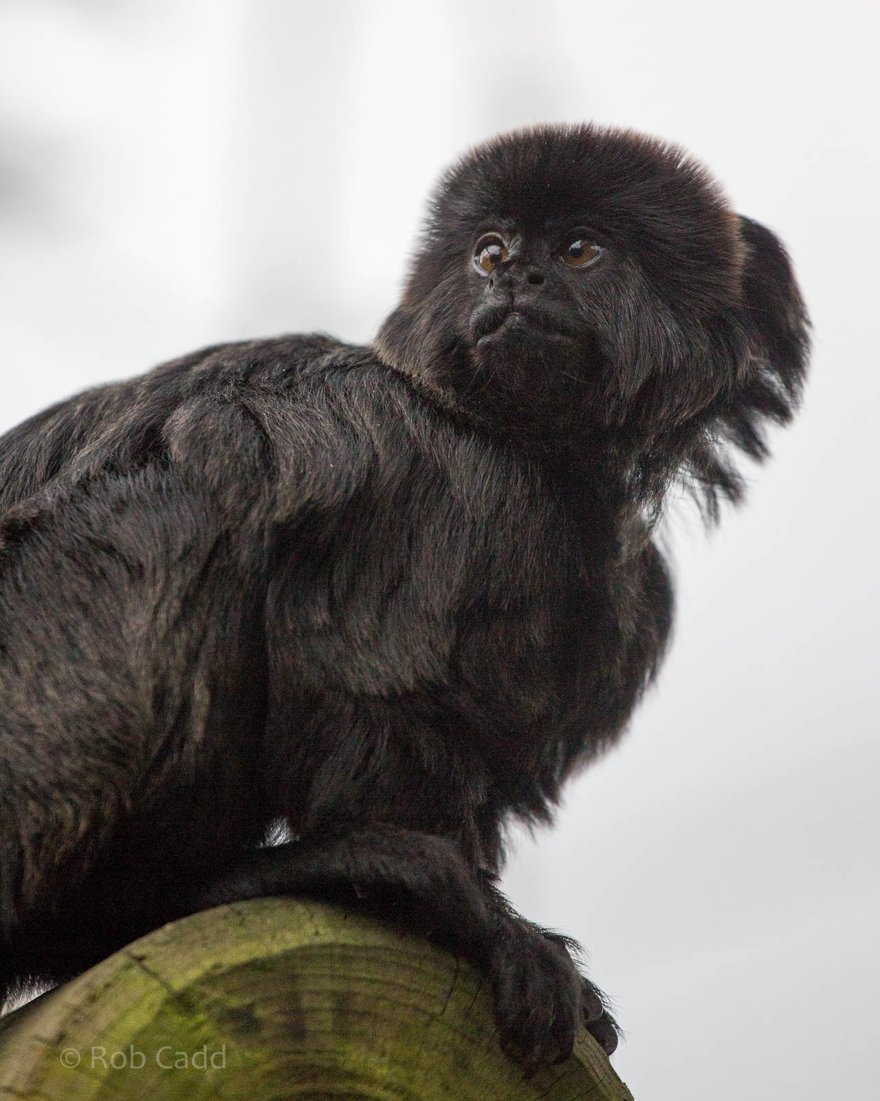 Goeldis monkey : Colchester : 18 Oct 2014