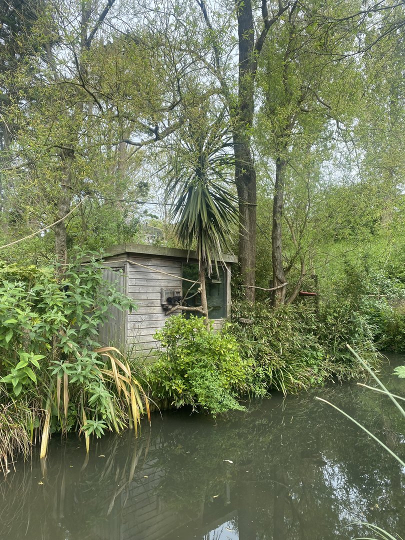Goeldi’s monkey enclosure 060523