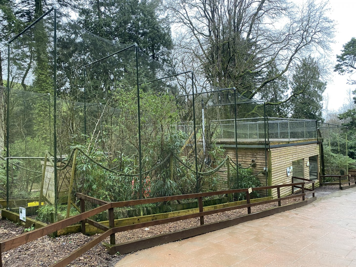 Goeldi’s monkey enclosure 170224