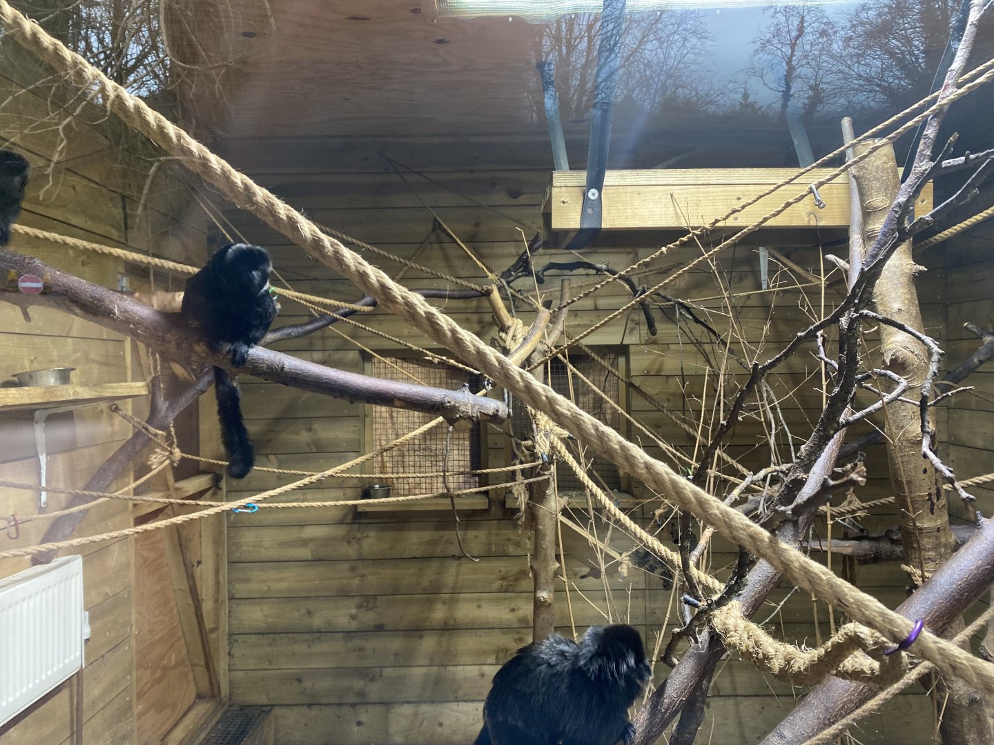 Goeldi’s monkey enclosure 170224