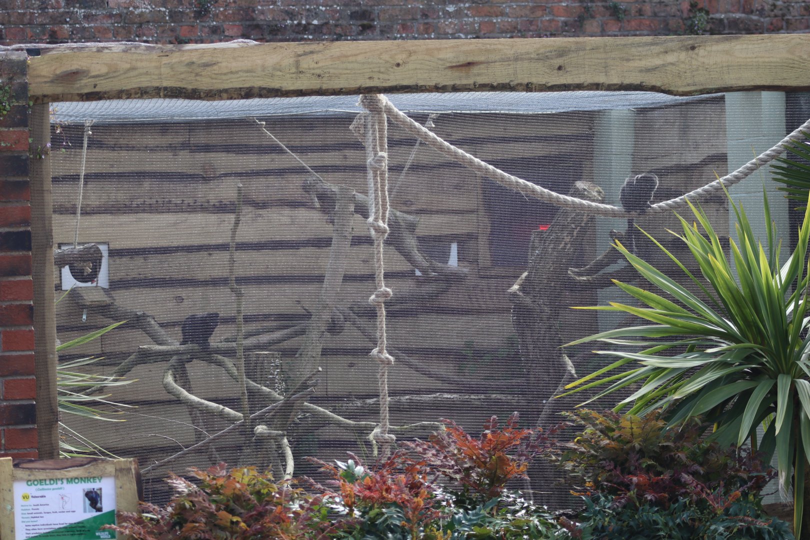 Goeldi's monkey enclosure - 20 April 2022