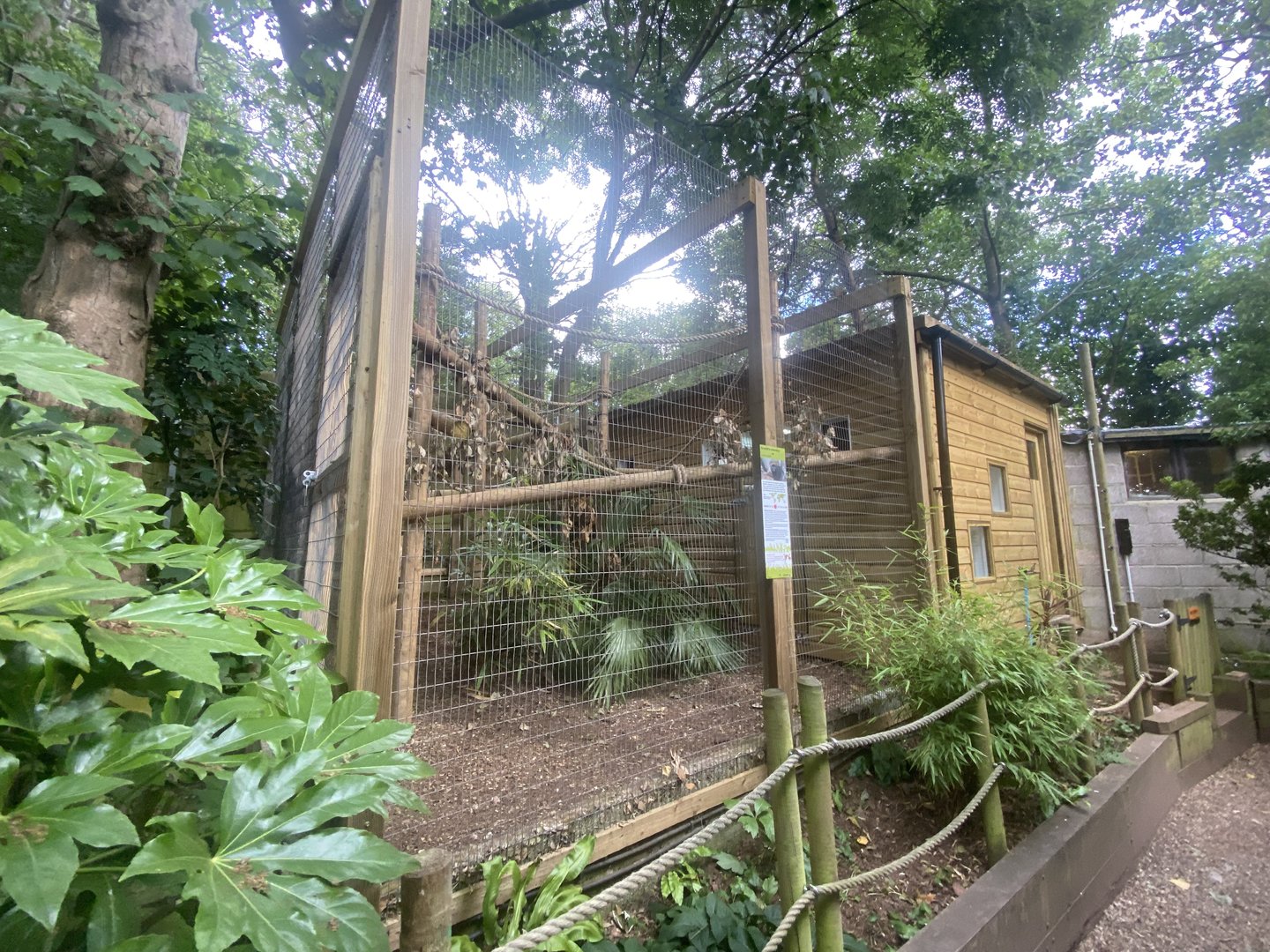 Goeldi’s monkey enclosure 250623