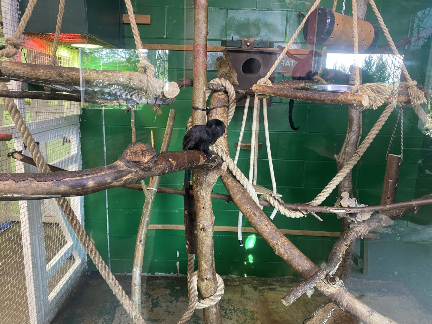 Goeldi’s monkey enclosure indoors 190325