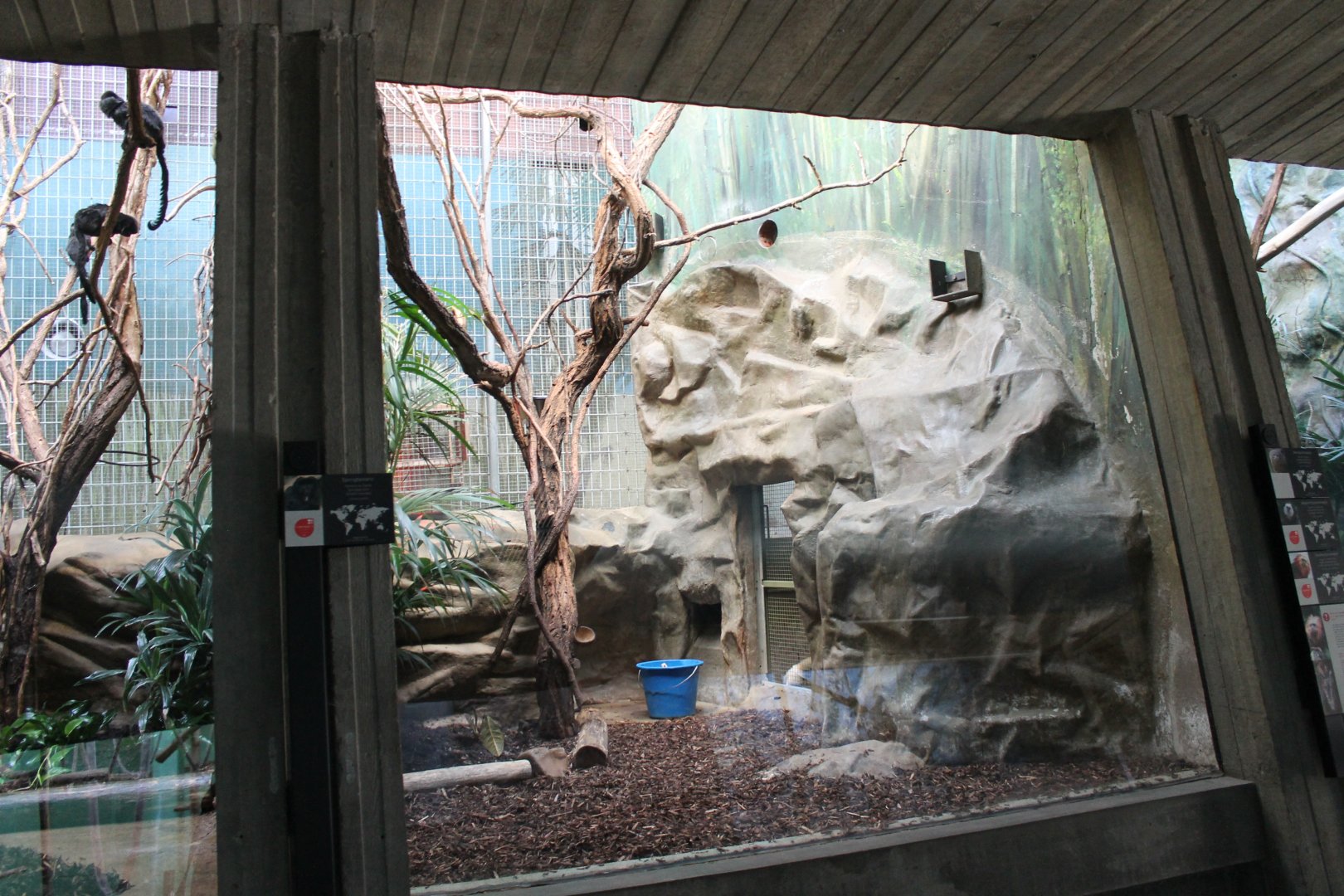 Goeld'is monkey enclosure