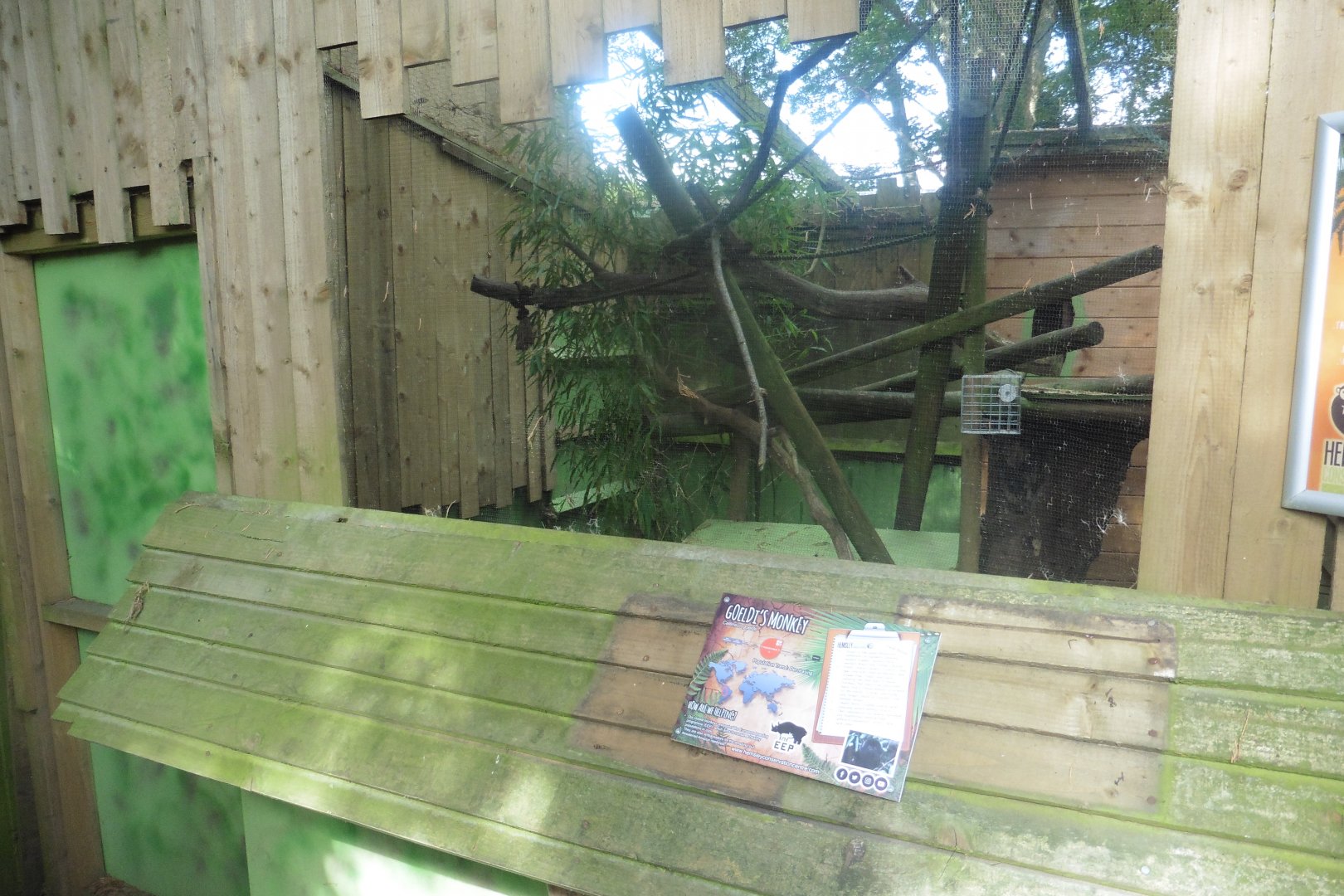 Goeldi's Monkey enclosure