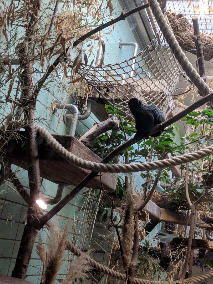 Goeldis Monkey Enclosure