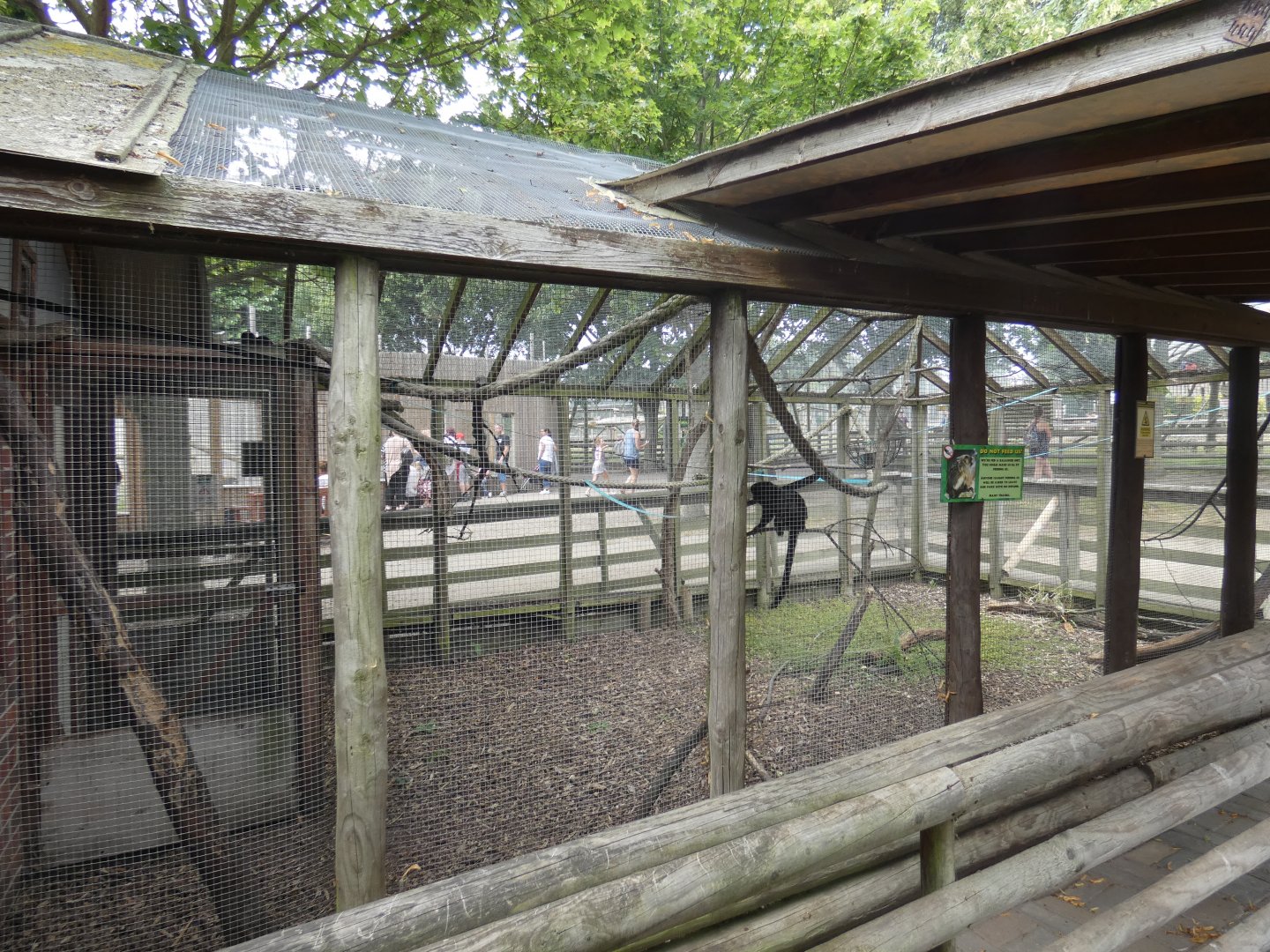 Goeldi's Monkey enclosure