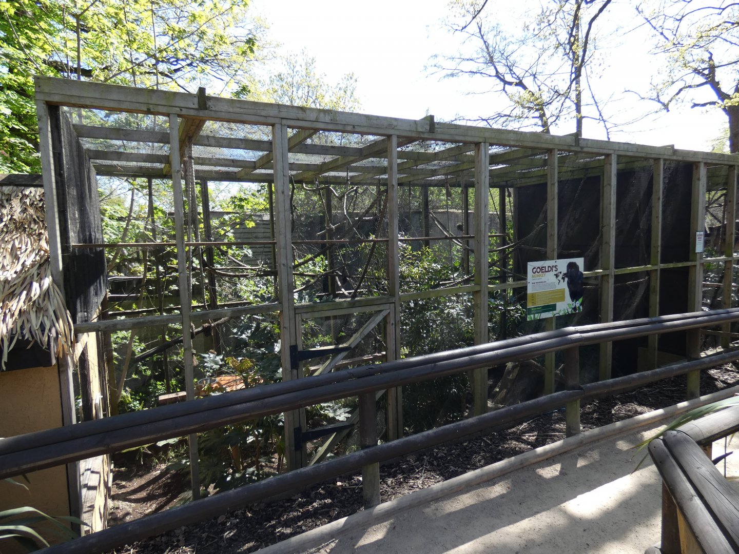 Goeldi's monkey enclosure