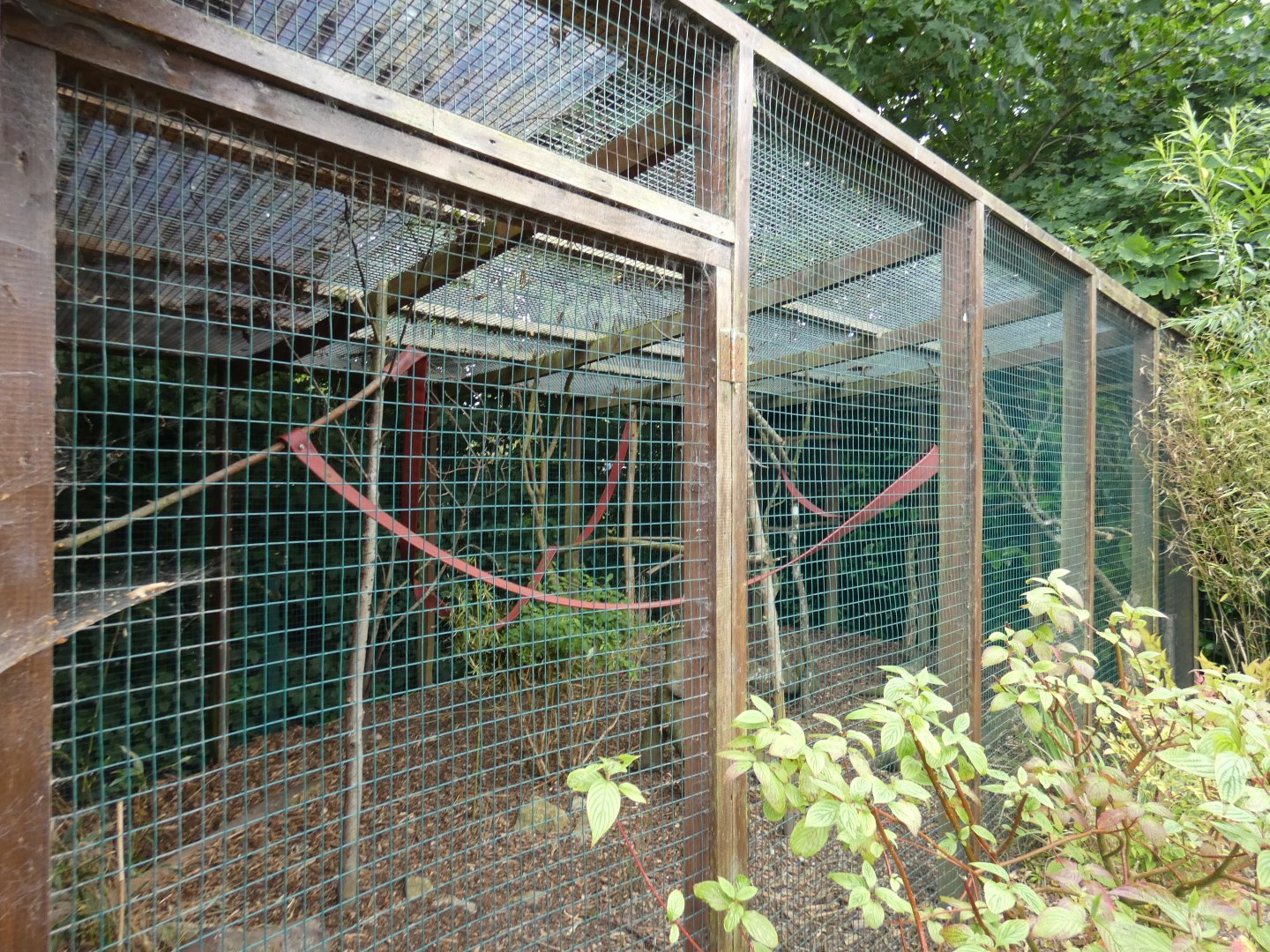 Goeldi's monkey enclosure