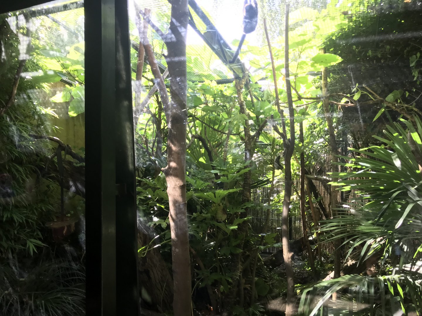 Goeldi’s monkey enclosure