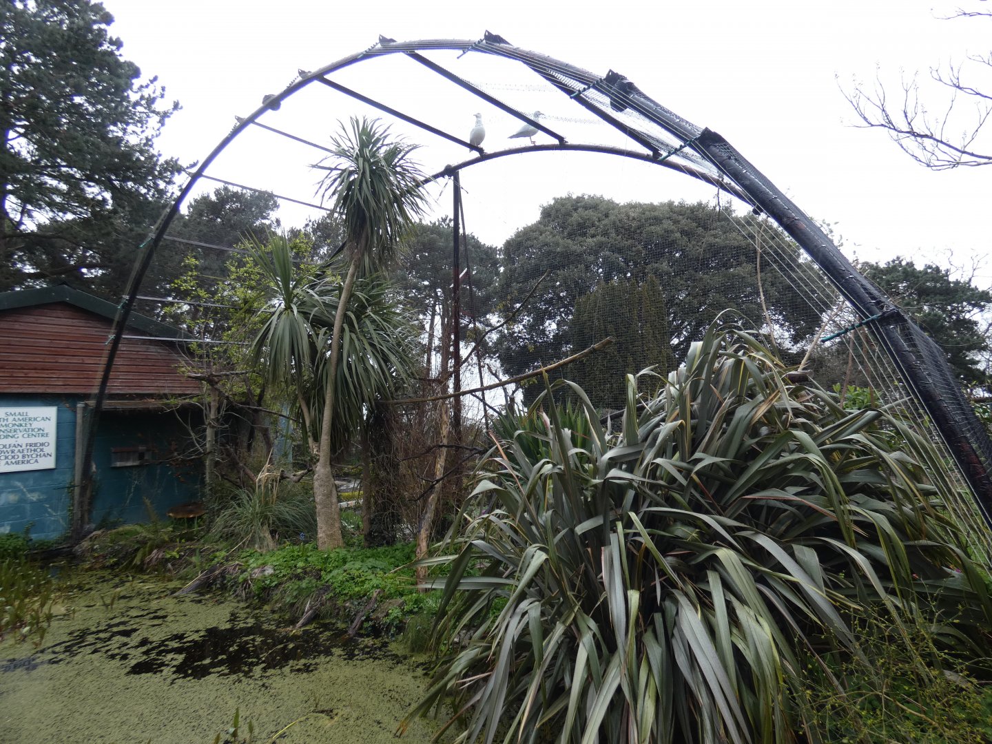 Goeldi's monkey enclosure