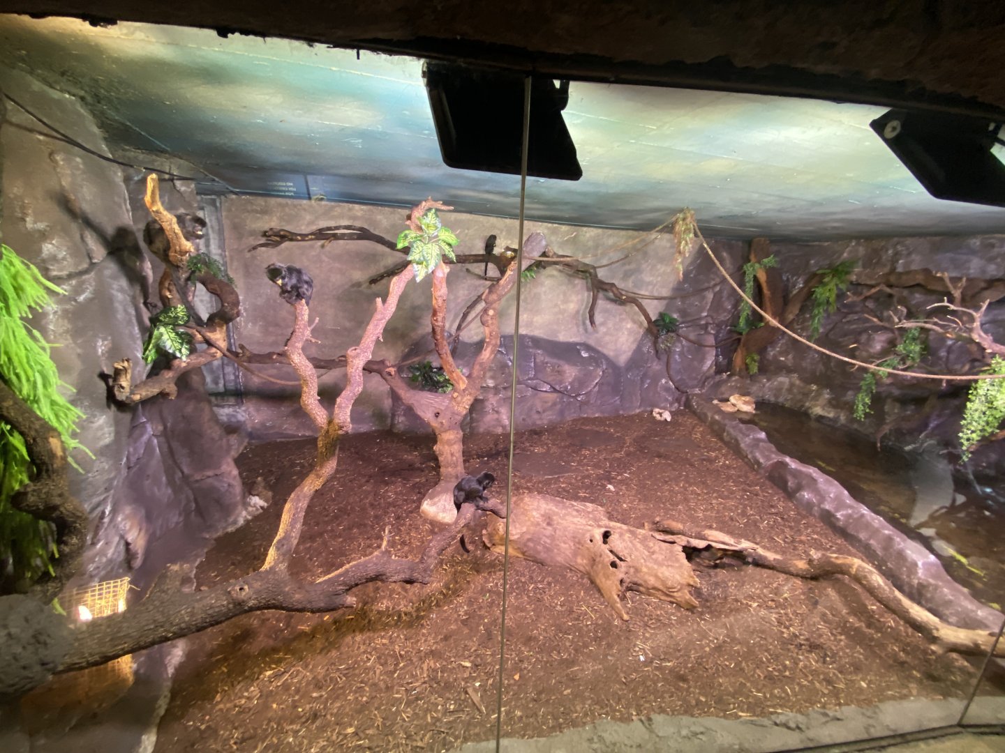 Goeldi’s monkey enclosure