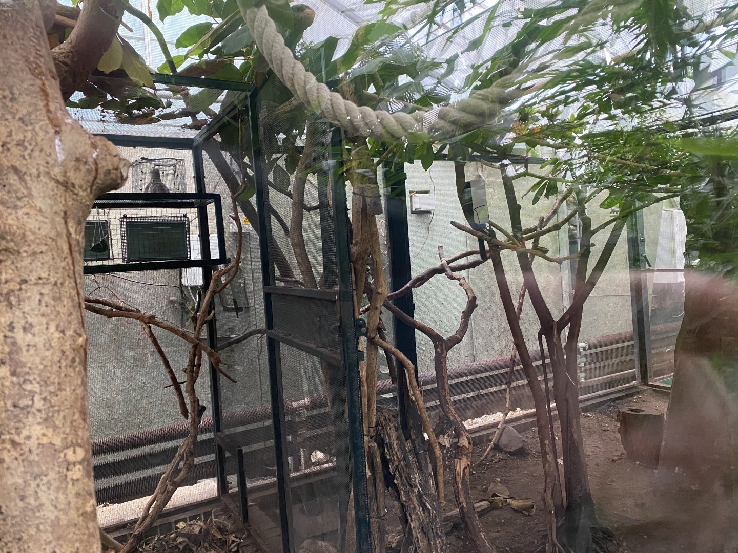 Goeldi’s monkey exhibit 050924