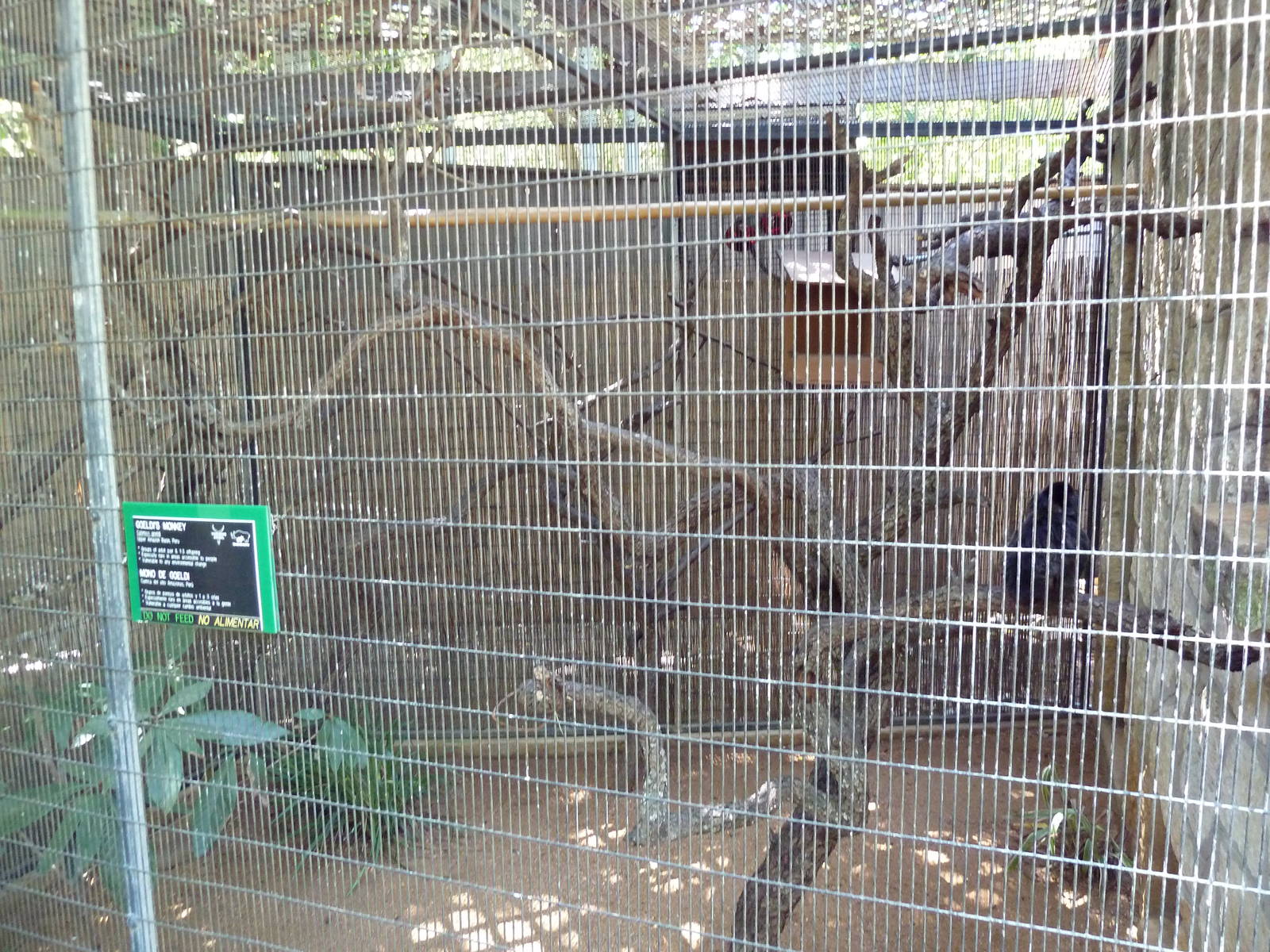 Goeldi's Monkey Exhibit