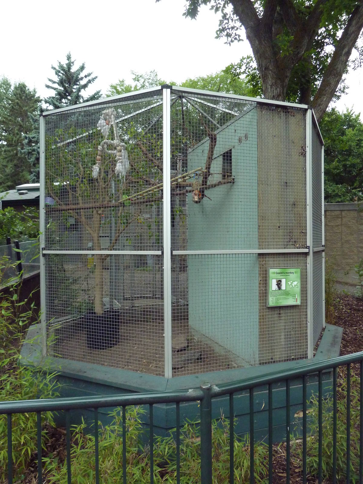 Goeldi's Monkey Exhibit
