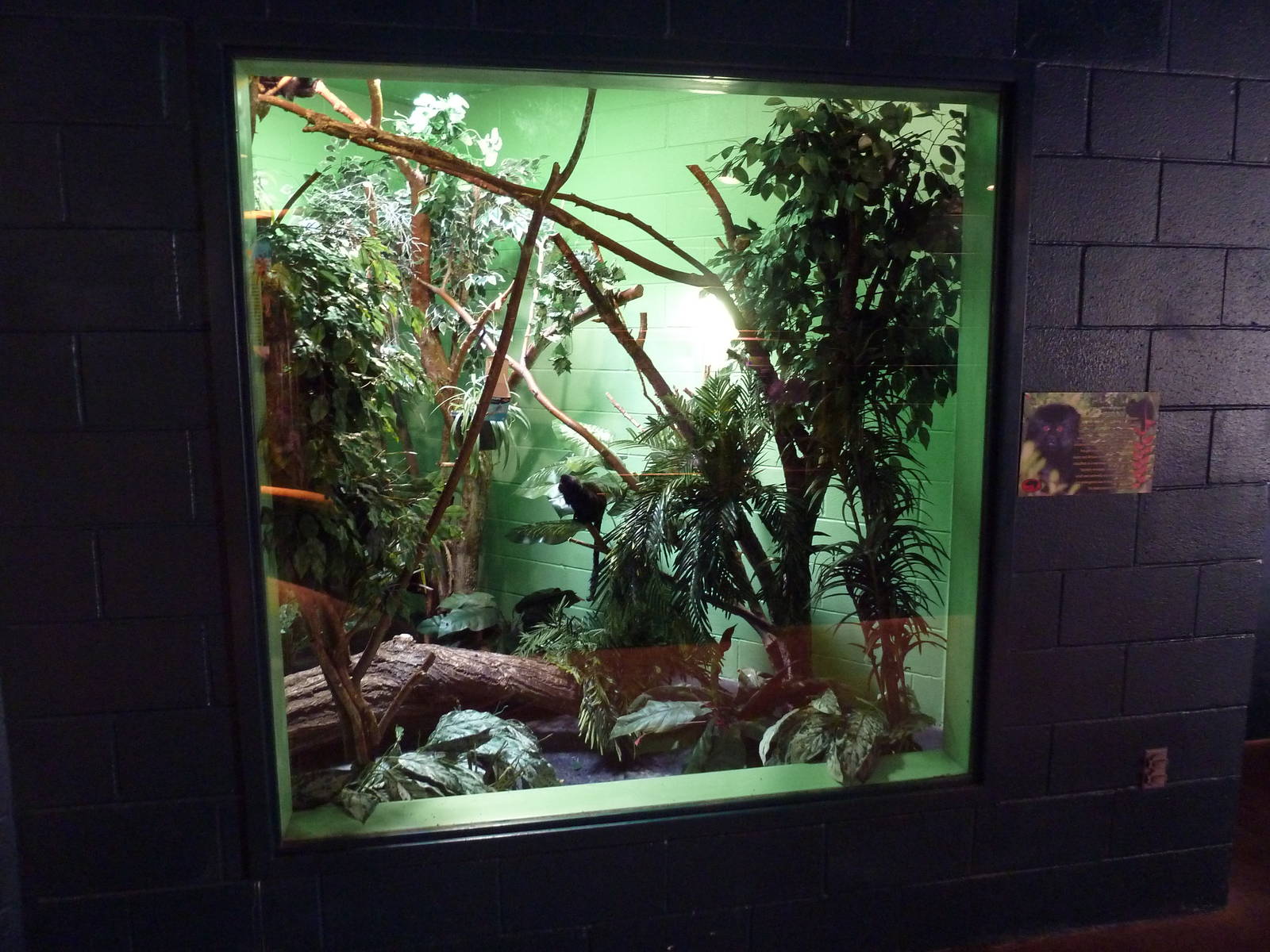 Goeldi's Monkey Exhibit