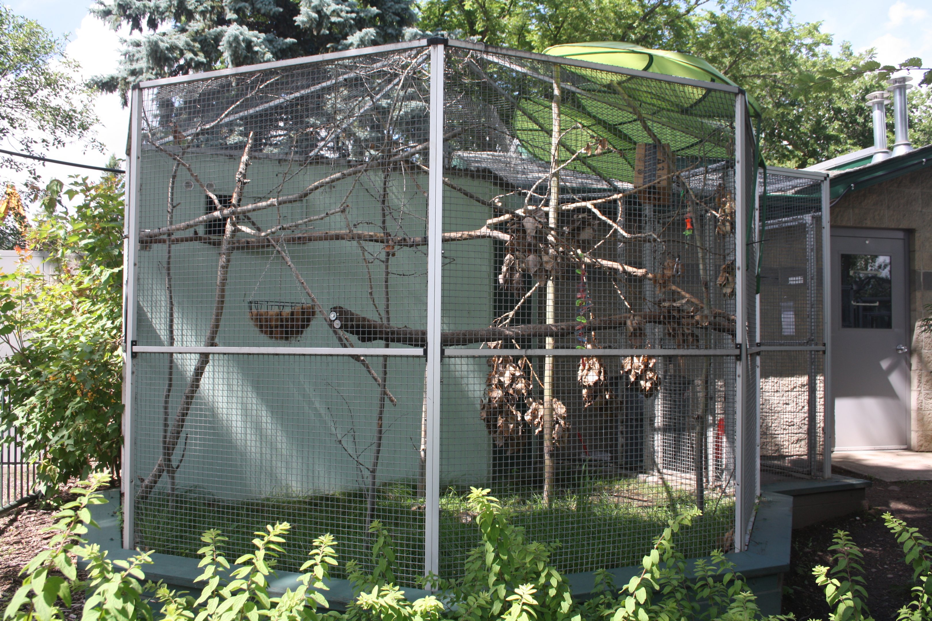 Goeldi's Monkey Exhibit