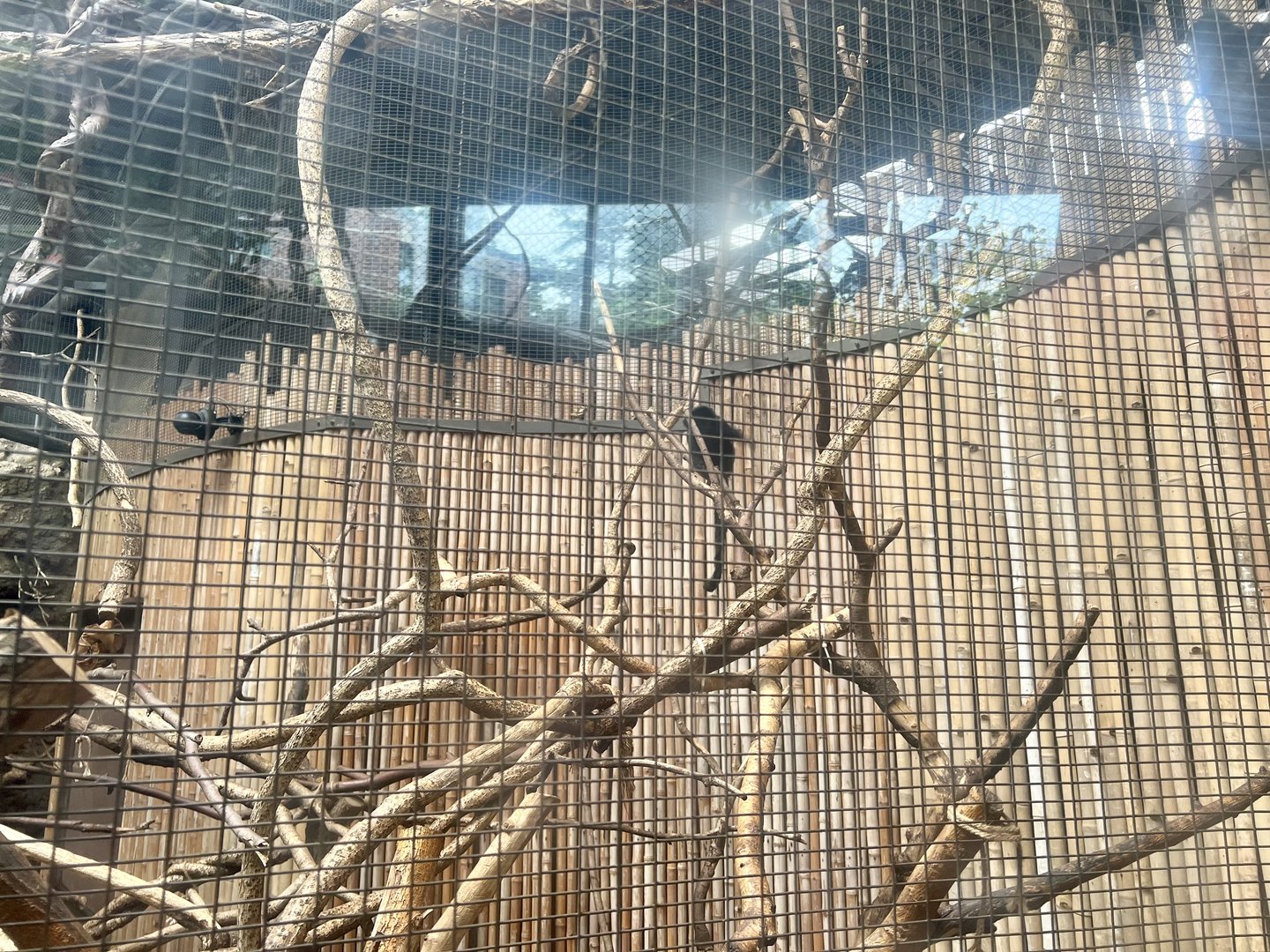 Goeldi’s Monkey Exhibit