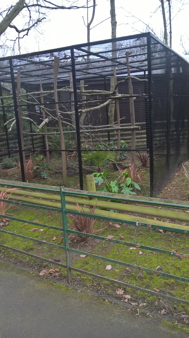 Goeldi's Monkey Extension