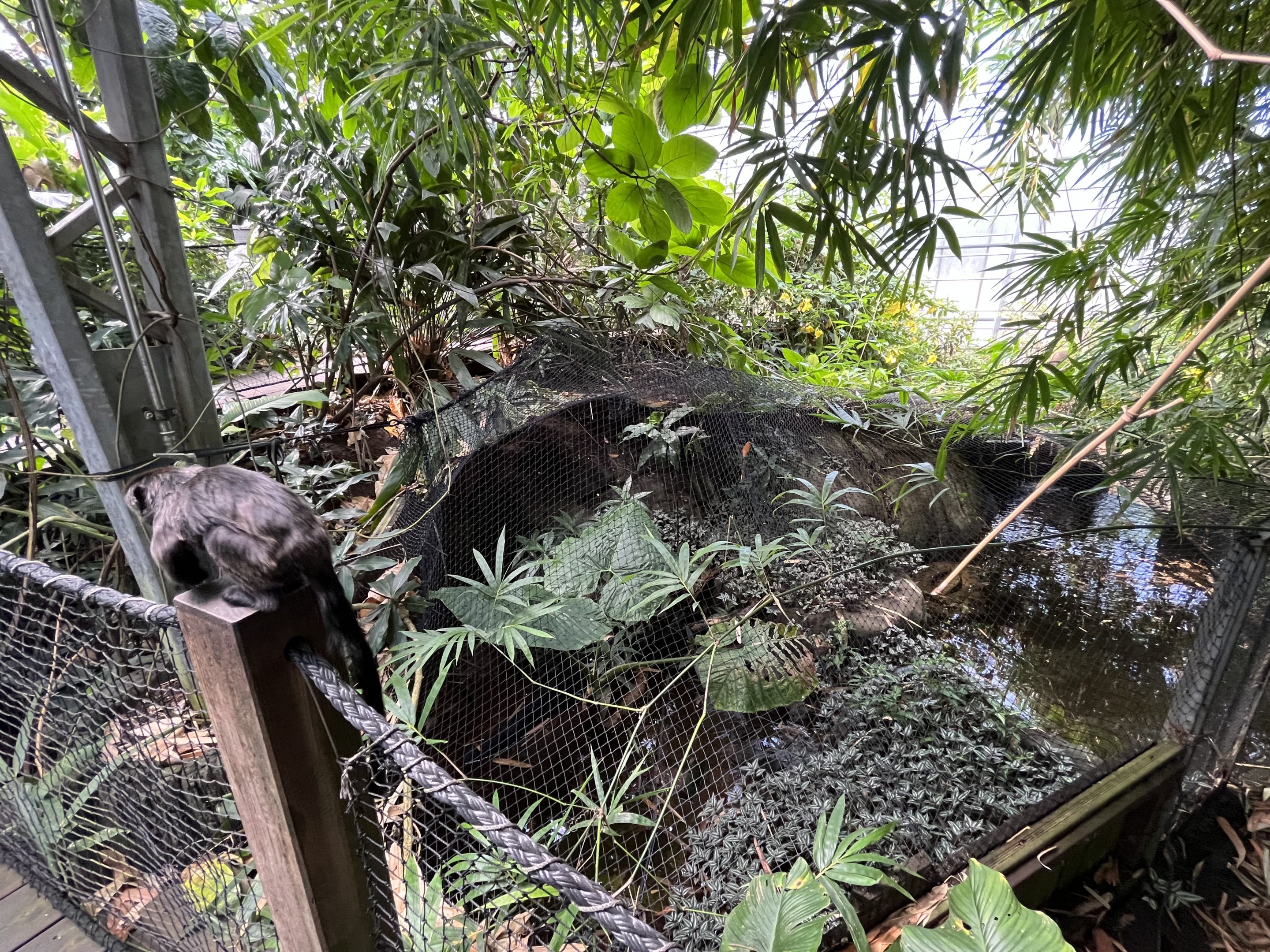 Goeldi’s Monkey + Green Anaconda Exhibit (overview)