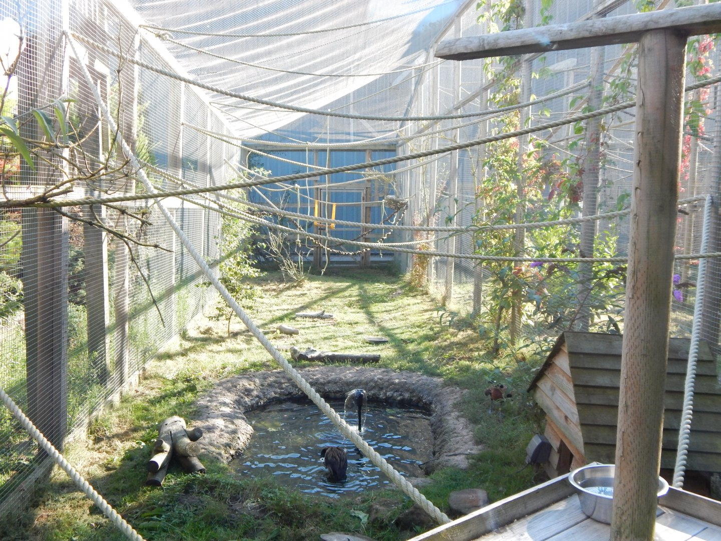 Goeldi's monkey habitat 030964